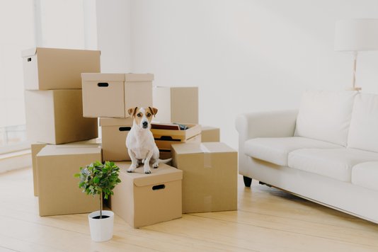 umzug-auszug-einziehen-karton-haus-10 Umzugkartons und Hund