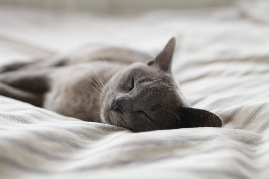 alexander-possingham-CeWNEEsHPbA-unsplash Schlafende Katze